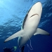 shark_silky_far_jar_v_0489_cub5565_rv.jpg